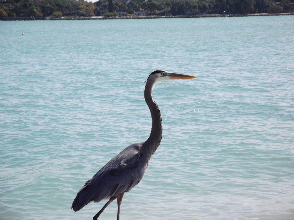 2Br/2Ba Condo Sienna Park Sarasota Bagian luar foto